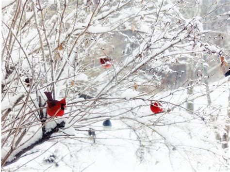 WINTER CARDINALS