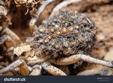 411 Baby Wolf Spiders Images Stock Photos And Vectors Shutterstock