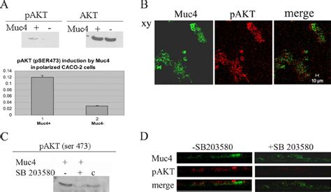 Analysis Of The Induction Of Akt Phosphorylation At Serine In