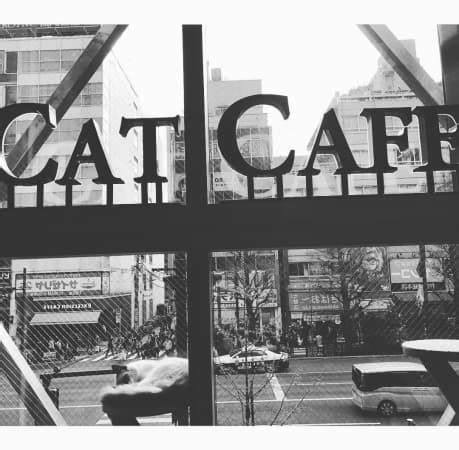 What Are Animal Cafes In Japan & What's The Point In Them? - Expedition Tokyo