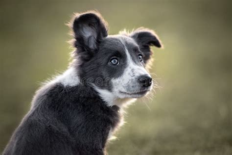 Goodinfo: Grey And White Border Collie Puppy