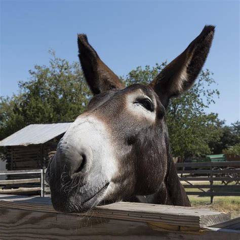 Cuántos litros de agua necesita diariamente un burro