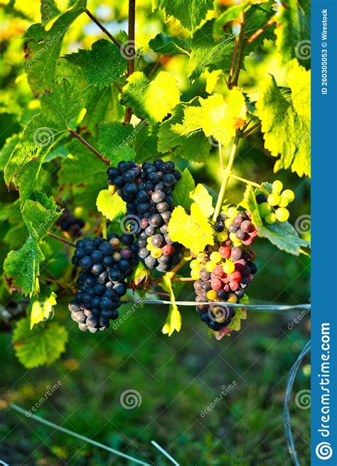 Tomada Vertical De Uvas Maduras Que Crescem Sob Os Raios Solares Imagem