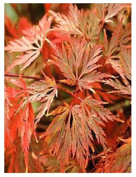 ACER palmatum EMERALD LACE Érable du Japon