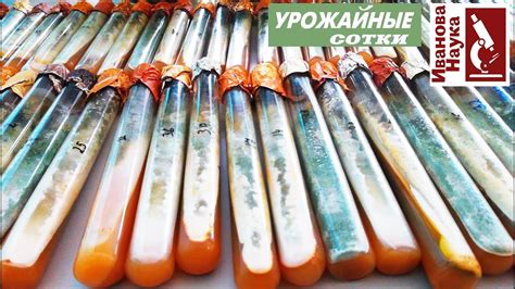 Сеем микробов! Разные способы и условия выращивания: каждый может ...