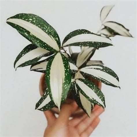 Jual Tanaman Hias Dracena Milky Way Mini Tanaman Hias Hidup Dracena