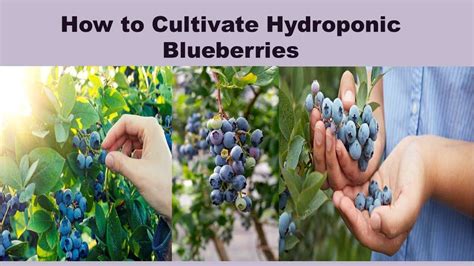 How To Grow Hydroponic Blueberries An Attractive Way To Raise Bluegold