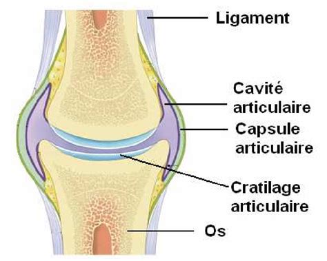 Structure Articulation Synoviale Anatomie Anatomie Du Corps Humain