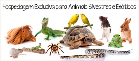 Paraiso Silvestre Atendimento Veterin Rio Especializado E Exclusivo