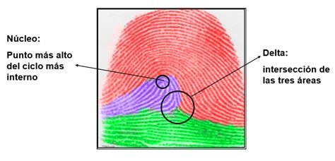 Biometría de Huellas Dactilares Conceptos básicos ITSoftware