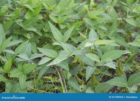 Soybean Crop Plant Leaves Closeup In The Agricultural Farm In Central