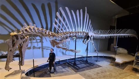 Spinosaurus Skeleton Museum