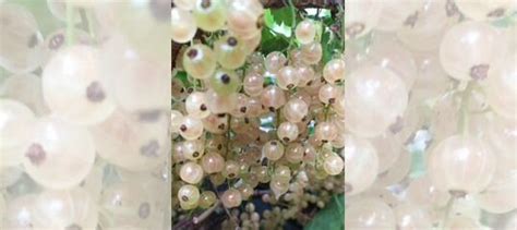 Саженцы красной и белой смородины купить в Калининграде | Товары для ...