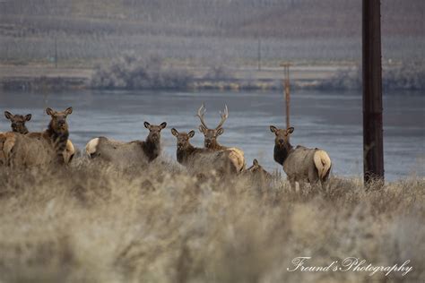 Elk Rut Season | cascadeloop.com