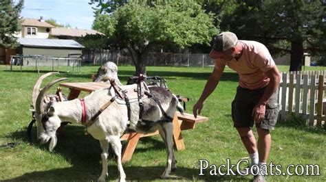 How To Fit A Pack Saddle On A Pack Goat Youtube