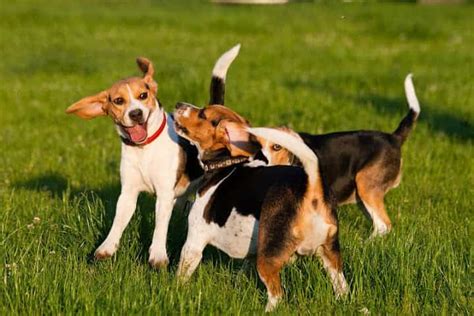 Hướng dẫn cách nuôi chó Beagle đầy đủ nhất 2022