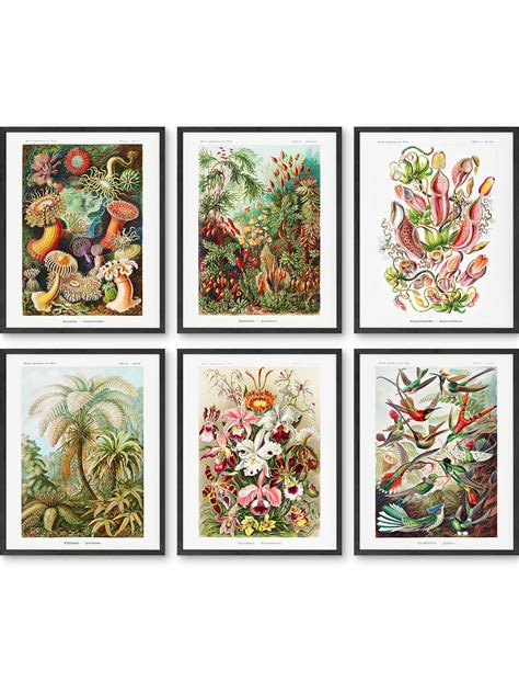 Ernst Haeckel Biology Set – Haus and Hues