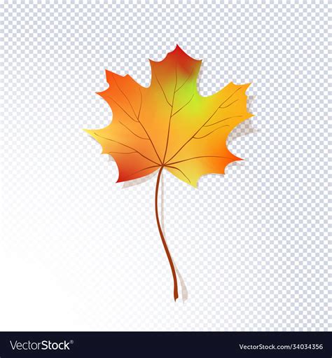 Red bright dried maple leaf Royalty Free Vector Image