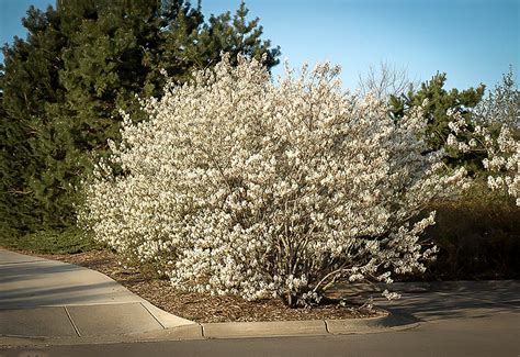 Serviceberry Bush