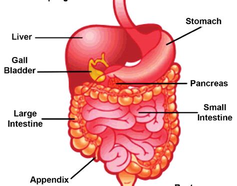 human-digestive-system-facts - Complete Health Clinic