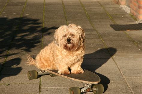 1 Free Dog On Skateboard And Dog Photos