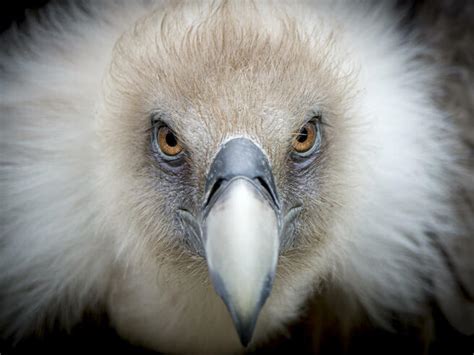 Crowd Results Vultures The Birds Bird Photo Contest Photocrowd