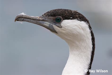 Black Faced Cormorant Phalacrocorax Fuscescens