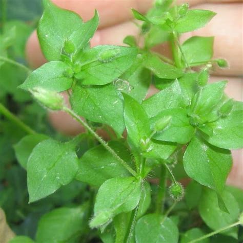 Chickweed Health Benefits And Its Uses - Veggies Info | Veggies Info