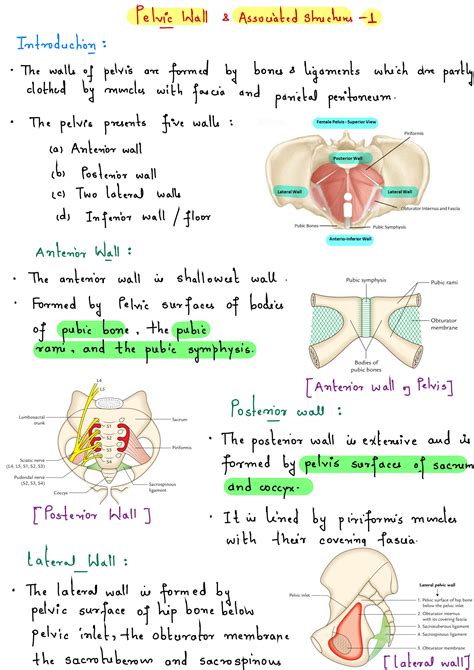 SOLUTION Pelvic Walls Other Structures Notes Studypool