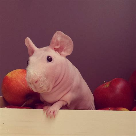 Naked Guinea Pig Poses With His Favorite Food Bored Panda