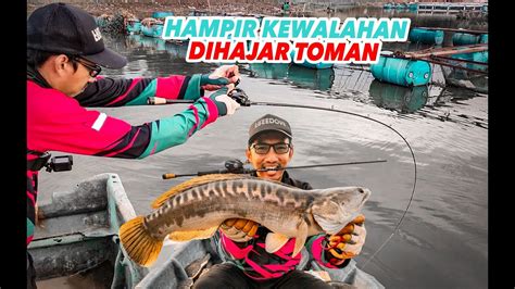 Dahsyatnya Tarikan Ikan Toman Waduk Mulur Sukoharjo Youtube