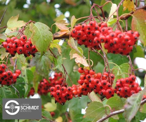 Crataegus phaenopyrum - Alchetron, The Free Social Encyclopedia