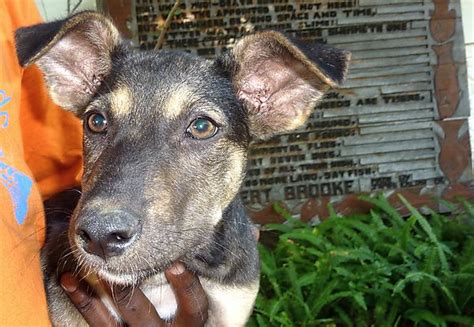 Puppy in Malawi Africa