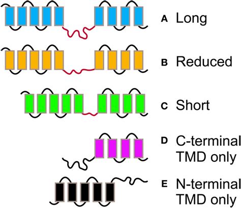 The Different Morphologies Postulated For Pin Proteins Pin Proteins