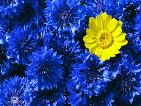 🔥 [50+] Blue and Yellow Floral Wallpapers | WallpaperSafari