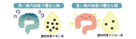 腸活していても実感がない！？自分の腸内環境を知ってスッキリ腸life！