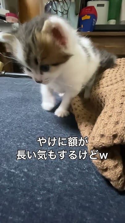 子猫のよちよち歩き´ω` Youtube