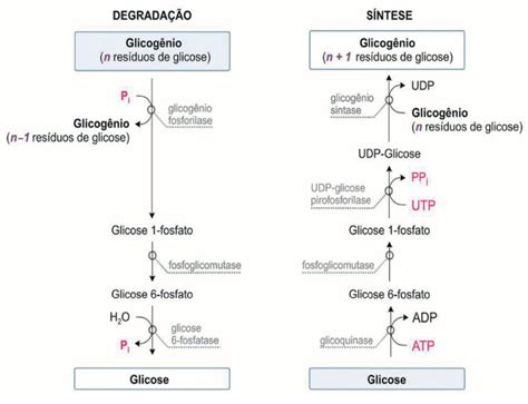 Por Meio De Reações Químicas Que Envolvem Carboidratos - Carboidratos - ProEnem
