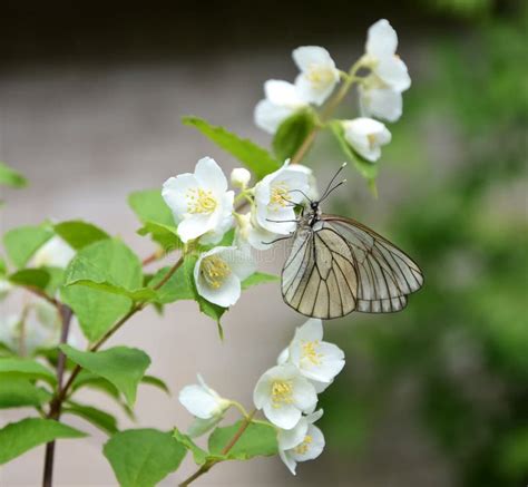 Butterfly On A Branch Of Jasmine Stock Photo Image Of Green Botany