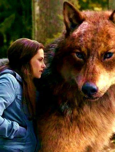 Bella And Jacob Eclipse Who Wants To Pet Jacob As A Wolf His Fur