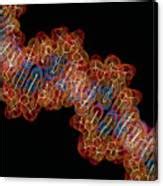 Computer Artwork Of A Segment Of Beta Dna Photograph By Alfred Pasieka