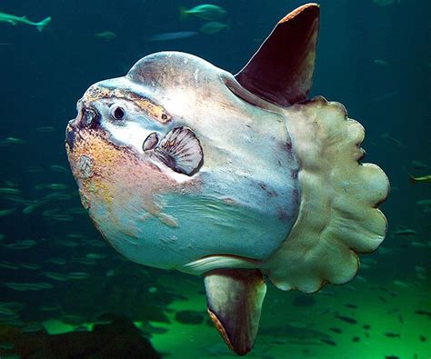 El pez luna un gigante del mar que casi no tiene vértebras Criaturas