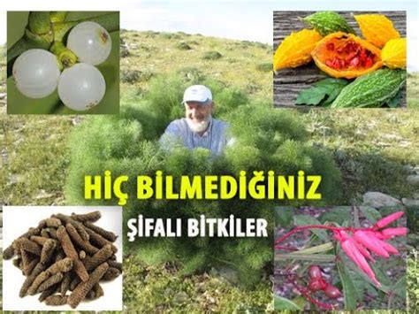 ŞİFALI BİTKİLER İN İSİMLERİ VE FAYDALARI YouTube