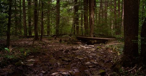 Hike The Buffalo Ridge Trail New Bloomfield Pennsylvania