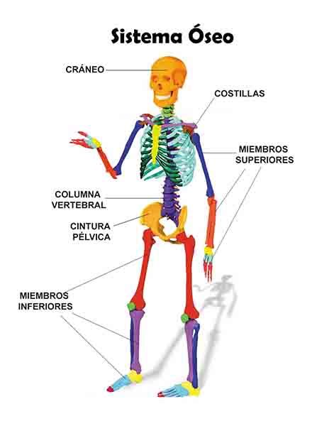 Sistema Óseo MÓdulo De Naturales Adaptado