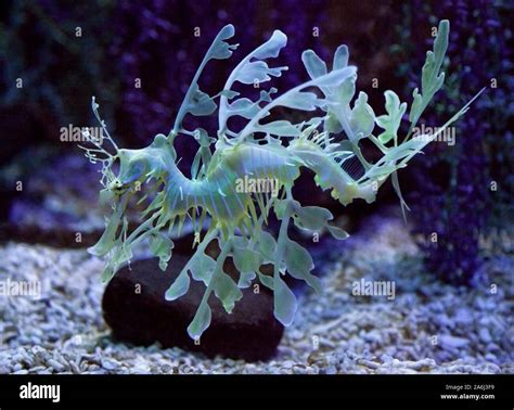 Leafy sea dragon hi-res stock photography and images - Alamy