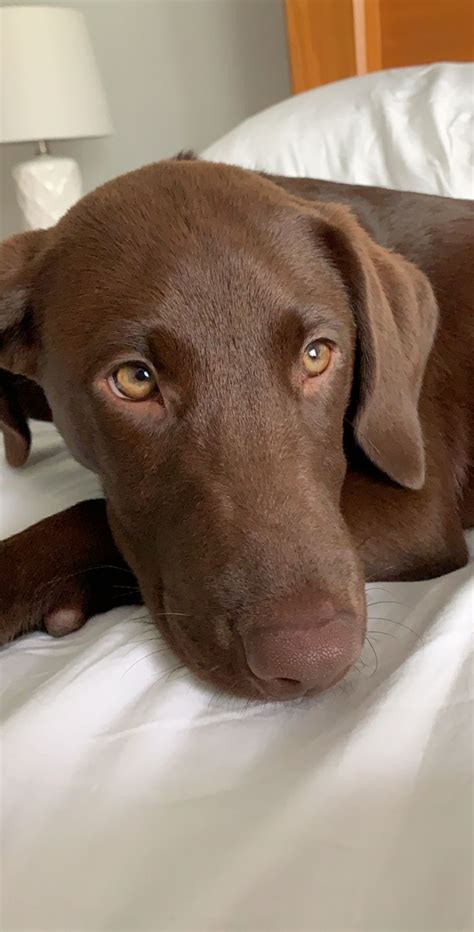 The Cutest Chocolate Lab Puppy There Ever Was Perro Labrador