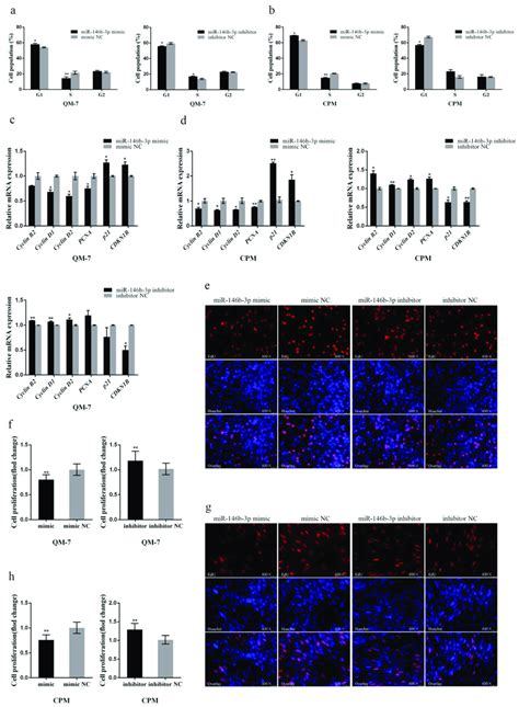 Gga Mir B P Inhibits Myoblast Proliferation A B Cell Cycle