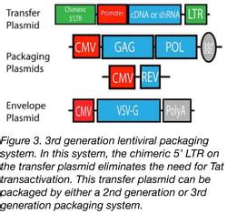 Lentiviral Vector Uses and Overview