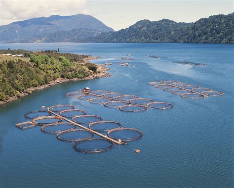 Salmon Production in Chile: The Making of a Commodity Region - PORTAL